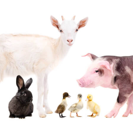 Exhibition of Animals