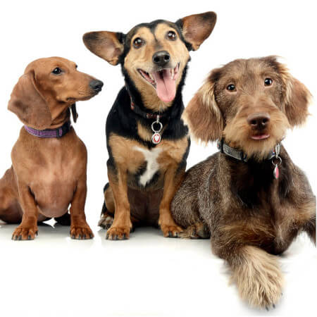Dog boarding