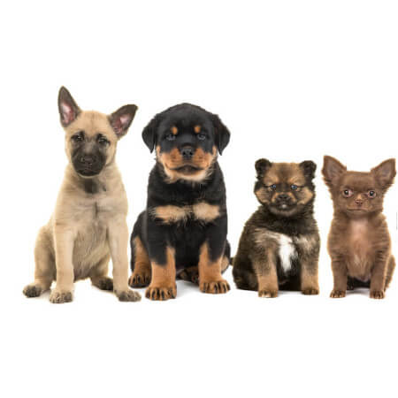 Dog breeding