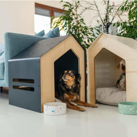 Dog home boarding