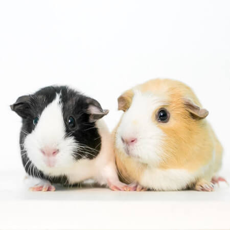 Sale of pets