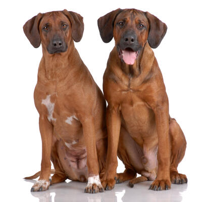 Unlicensed dog breeders