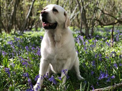 Image for Holly's Boarding Ltd