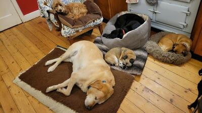 Image for Auntie Lou's Doggy Hols Image for Auntie Lou's Doggy Hols