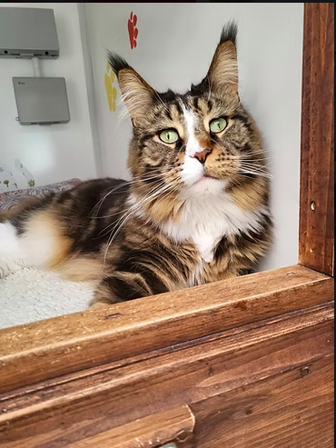 Image for Charlie's Cattery