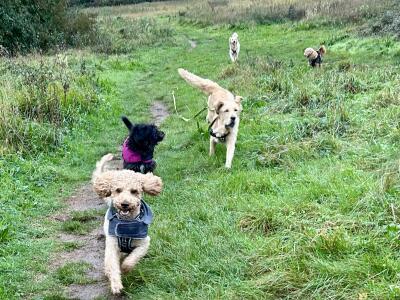 Image for Paws4thoughtbrighton Image for Paws4thoughtbrighton